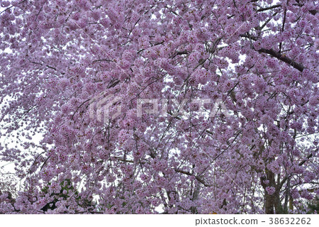 臺灣,桃園市,復興區,拉拉山風景區,拉拉山,恩愛農場,櫻花,花,花瓣,開花 臺灣,桃園市,復興區,拉拉山風景區,拉拉山,恩愛農場,櫻花,花,花瓣,開花 38632262