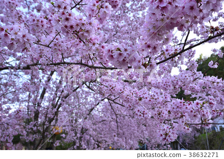 臺灣,桃園市,復興區,拉拉山風景區,拉拉山,恩愛農場,櫻花,花,花瓣,開花 臺灣,桃園市,復興區,拉拉山風景區,拉拉山,恩愛農場,櫻花,花,花瓣,開花 38632271