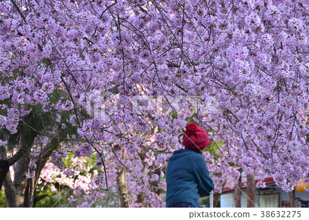 臺灣,桃園市,復興區,拉拉山風景區,拉拉山,恩愛農場,櫻花,花,花瓣,開花 臺灣,桃園市,復興區,拉拉山風景區,拉拉山,恩愛農場,櫻花,花,花瓣,開花 38632275