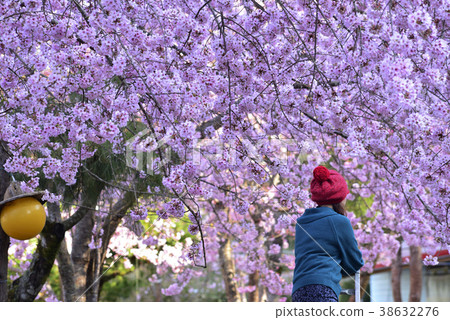 臺灣,桃園市,復興區,拉拉山風景區,拉拉山,恩愛農場,櫻花,花,花瓣,開花 38632276