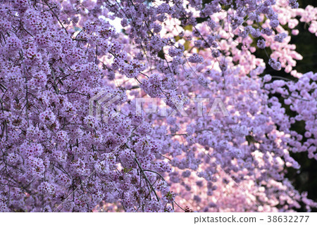 Taiwan, Taoyuan City, Fuxing District, Lala Mountain Scenic Area, Lala Mountain, Grace Farm, Cherry Blossom, Flower, Petal, Blossom Taiwan, Taoyuan City, Fuxing District, Lala Mountain Scenic Area, Lala Mountain, Grace Farm, Cherry Blossom, Flower, Petal, Blossom 38632277