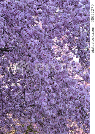 臺灣,桃園市,復興區,拉拉山風景區,拉拉山,恩愛農場,櫻花,花,花瓣,開花 臺灣,桃園市,復興區,拉拉山風景區,拉拉山,恩愛農場,櫻花,花,花瓣,開花 38632279