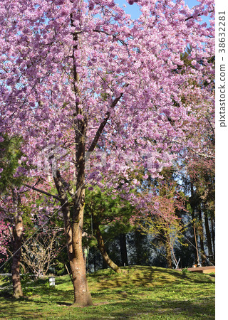 臺灣,桃園市,復興區,拉拉山風景區,拉拉山,恩愛農場,櫻花,花,花瓣,開花 38632281