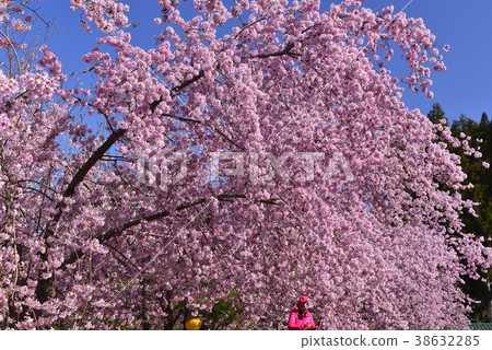 臺灣,桃園市,復興區,拉拉山風景區,拉拉山,恩愛農場,櫻花,花,花瓣,開花 臺灣,桃園市,復興區,拉拉山風景區,拉拉山,恩愛農場,櫻花,花,花瓣,開花 38632285