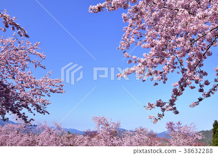 臺灣,桃園市,復興區,拉拉山風景區,拉拉山,恩愛農場,櫻花,花,花瓣,開花 臺灣,桃園市,復興區,拉拉山風景區,拉拉山,恩愛農場,櫻花,花,花瓣,開花 38632288