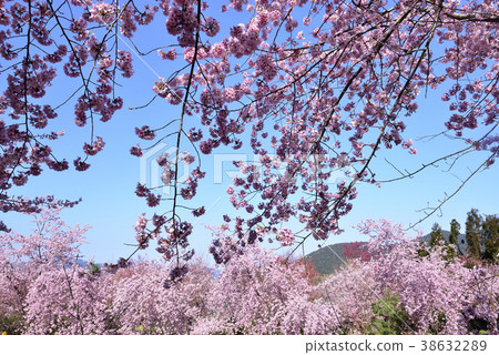 臺灣,桃園市,復興區,拉拉山風景區,拉拉山,恩愛農場,櫻花,花,花瓣,開花 38632289