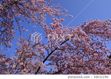 臺灣,桃園市,復興區,拉拉山風景區,拉拉山,恩愛農場,櫻花,花,花瓣,開花 臺灣,桃園市,復興區,拉拉山風景區,拉拉山,恩愛農場,櫻花,花,花瓣,開花 38632290