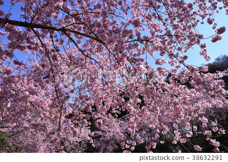臺灣,桃園市,復興區,拉拉山風景區,拉拉山,恩愛農場,櫻花,花,花瓣,開花 臺灣,桃園市,復興區,拉拉山風景區,拉拉山,恩愛農場,櫻花,花,花瓣,開花 38632291