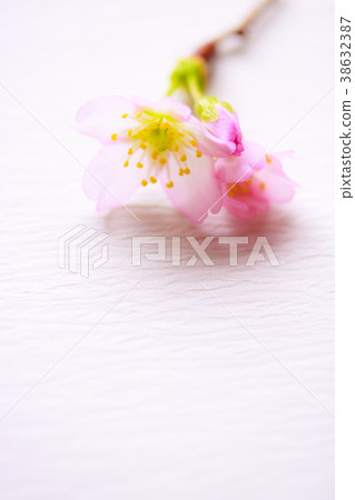 櫻花 38632387