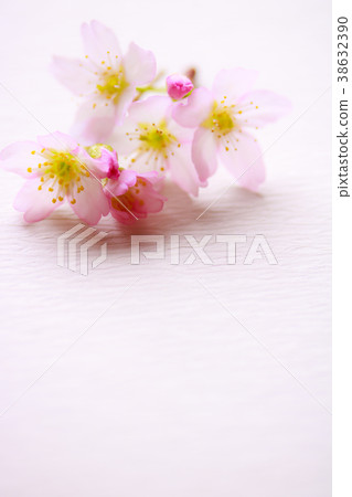櫻花 櫻花 38632390