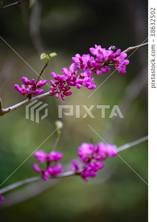 Hanazu Ow Hanazu Ow 38632502
