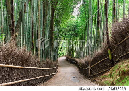 京都Sagano竹林道 京都Sagano竹林道 38632619
