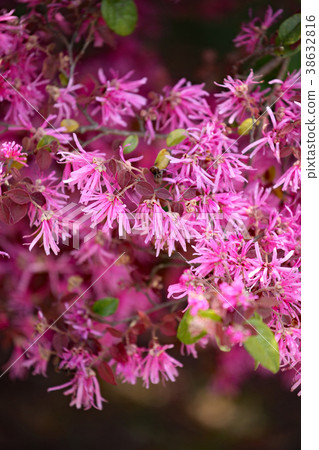 Safflower Tokiwamansaku 38632816