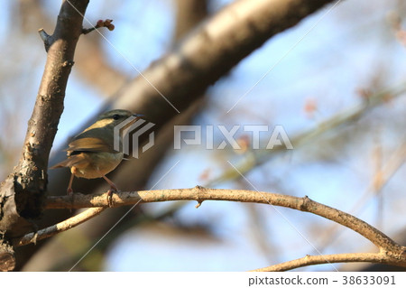 生物鳥Uguisu，“Ume Nii”。這是Hanafuda二月的照片，但事實上，鳴鳥很少來到梅花 38633091