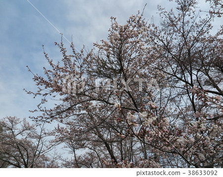 Cherry tree in full bloom Cherry tree in full bloom 38633092