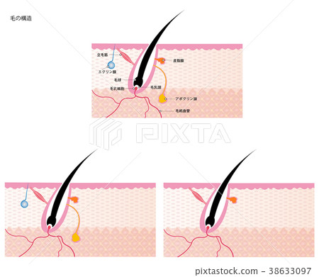 頭髮內部結構圖 38633097