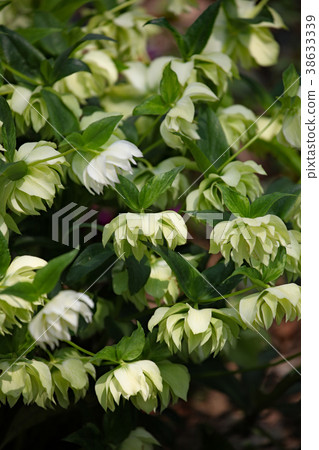 Christmas rose 38633339