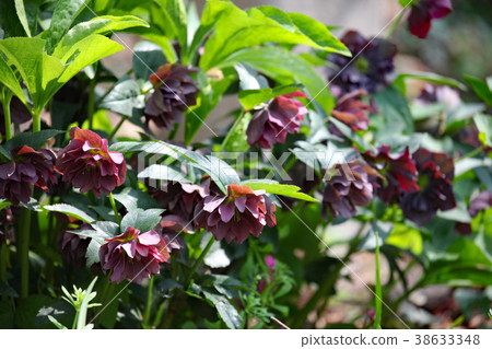 Christmas rose 38633348