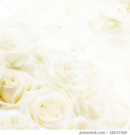 背景 玫瑰 白 插圖素材 圖庫