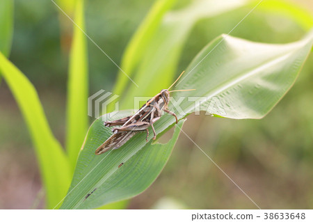 Grasshopper eating corn in garden Grasshopper eating corn in garden 38633648