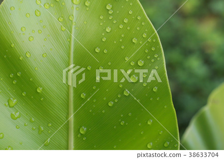 Water drops on green leaf Water drops on green leaf 38633704