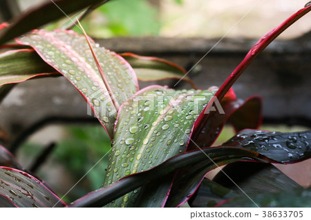 Water drops on leaf close-up 38633705