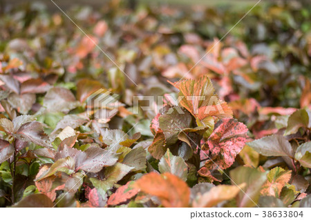 Top red leaves with blurred background Top red leaves with blurred background 38633804