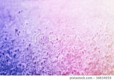 grass flower  spring nature pastel  color wallpape 38634059