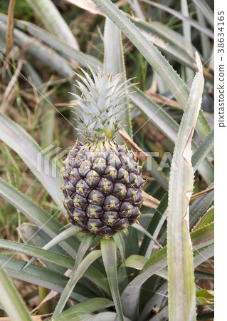 pineapple pineapple 38634165