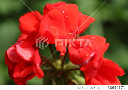Zonal Geranium Zonal Geranium 38634171