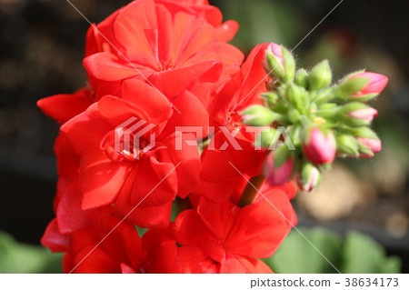 Zonal Geranium Zonal Geranium 38634173
