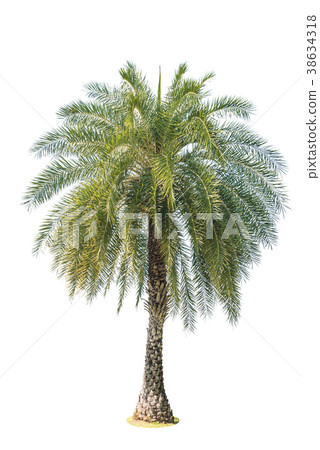 Isolated palm tree on white background Isolated palm tree on white background 38634318