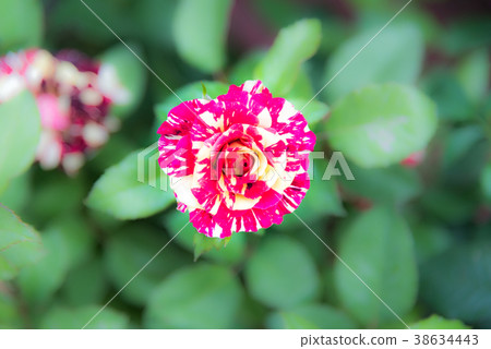 Red rose flowers with background blurred Red rose flowers with background blurred 38634443