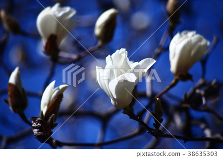 Kobushi flowers bloom in the blue sky Kobushi flowers bloom in the blue sky 38635303