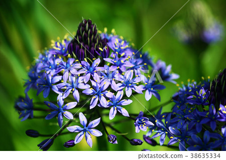 Flower of Schiller campanurata Flower of Schiller campanurata 38635334