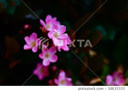 Safflower Sharing Bear Flowers Safflower Sharing Bear Flowers 38635335