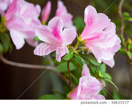 杜鵑花 38635577