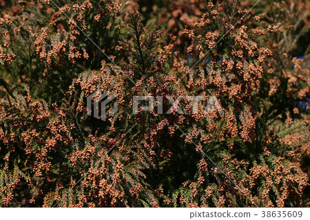 Japanese cedar pollen Pollinosis 38635609