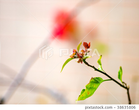 Bougainvillea Bougainvillea 38635806
