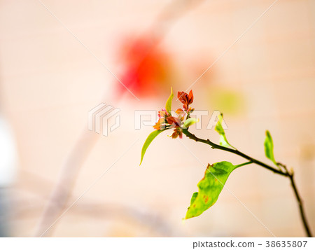Bougainvillea 38635807