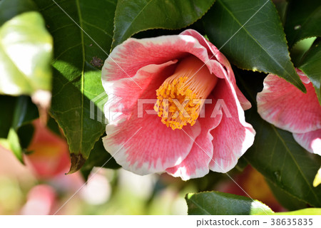 Camellia Camellia 38635835