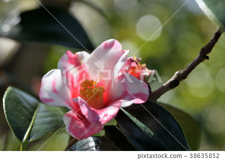 Camellia 38635852