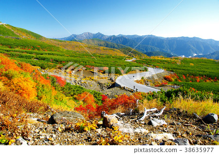 Autumn leaves of Mt. Norikura echo line Autumn leaves of Mt. Norikura echo line 38635977