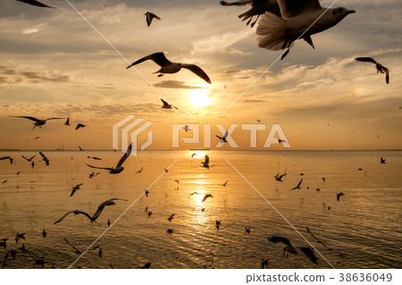 Flock of seagulls flying on sea gulf of thailand 38636049