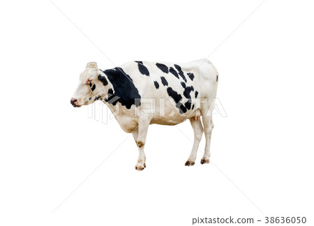 Cow white black spotted have breast standing 38636050