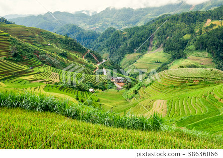 Landscape of rice field terraced with dirty road 38636066
