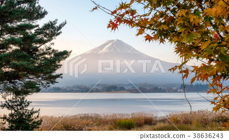 Mount Fuji with tree and meadow in Kawaguchiko 38636243