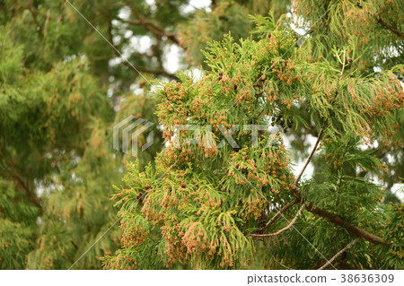 Cedar Flower Cedar Flower 38636309