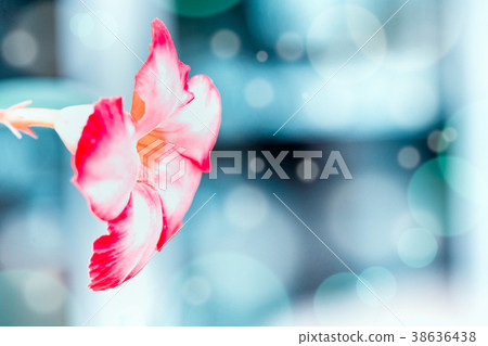 Azalea, Adenium red leaf hanging on glowing Azalea, Adenium red leaf hanging on glowing 38636438