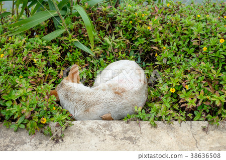 Stray dog sleeping cold in meadow Stray dog sleeping cold in meadow 38636508